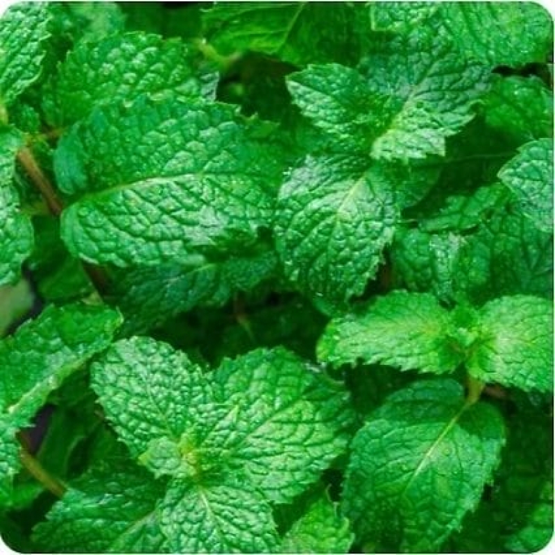 WAKA SOPRO SPEARMINT 1.8MG/ML